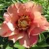 Paeonia intersectional 'Old Rose Dandy' - Itoh pojeng 'Old Rose Dandy' C7/7L